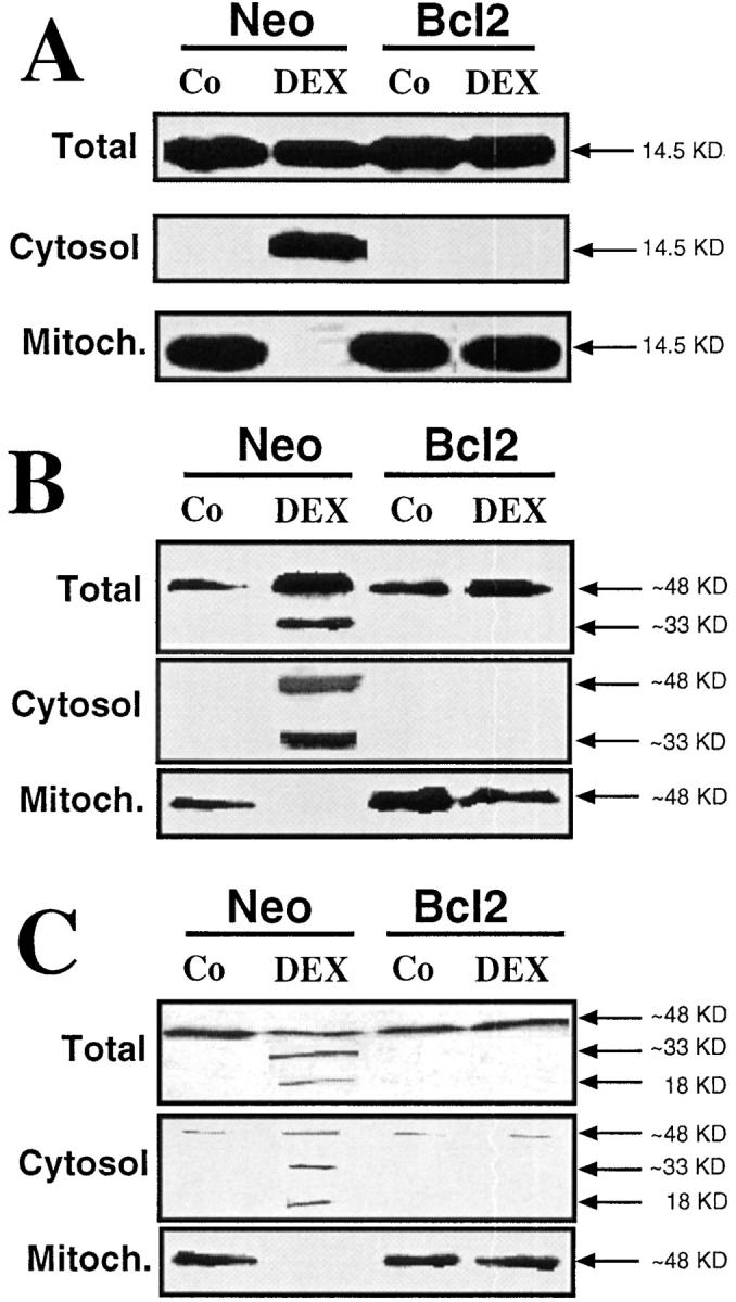 https://cdn.ncbi.nlm.nih.gov/pmc/blobs/a25b/2192979/de77e1f6254e/JEM981415.f10.jpg