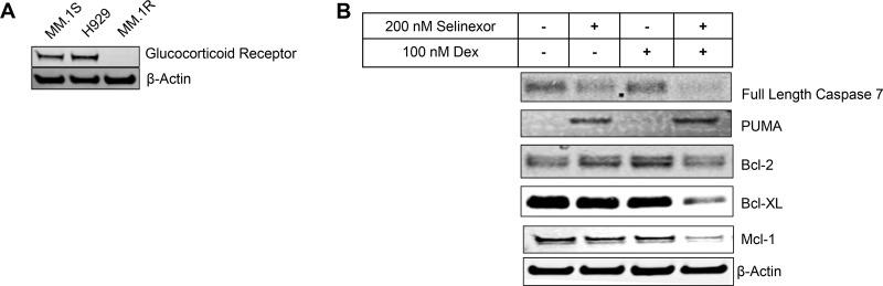 https://cdn.ncbi.nlm.nih.gov/pmc/blobs/a25d/5986633/d27223a23bd6/oncotarget-09-25529-g001.jpg