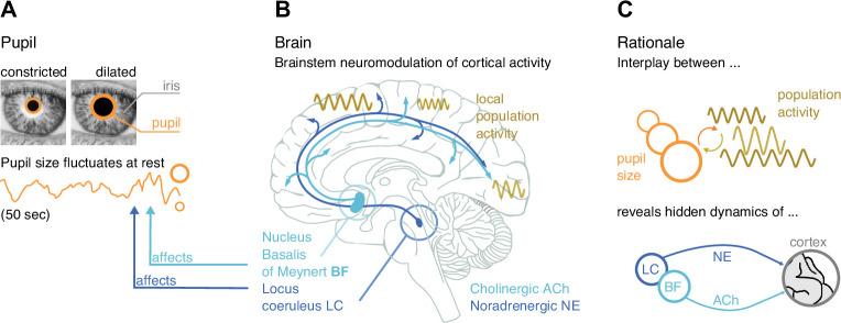 https://cdn.ncbi.nlm.nih.gov/pmc/blobs/a25d/8853659/d67fee8c8d4b/elife-71890-fig1.jpg