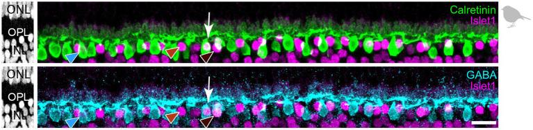 https://cdn.ncbi.nlm.nih.gov/pmc/blobs/a25e/11914121/443e311ce22e/fncel-19-1558605-g005.jpg