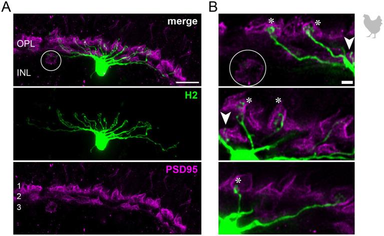 https://cdn.ncbi.nlm.nih.gov/pmc/blobs/a25e/11914121/dc0669b334de/fncel-19-1558605-g003.jpg