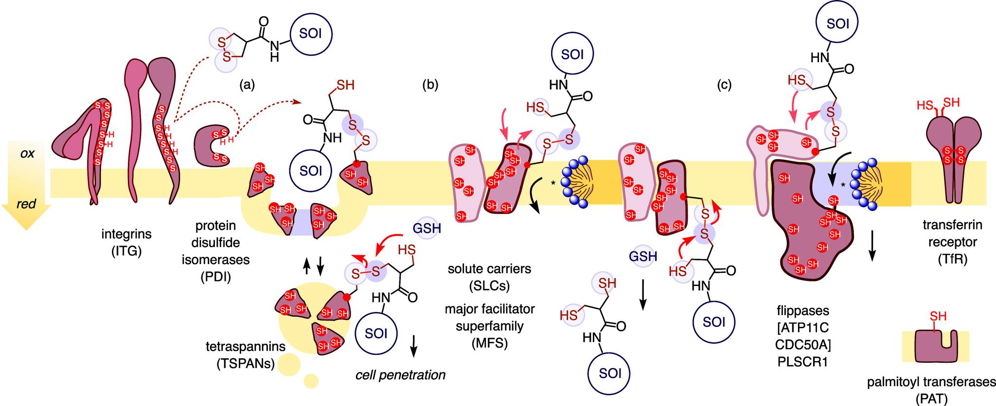 https://cdn.ncbi.nlm.nih.gov/pmc/blobs/a25e/12308380/8a74526e4130/au5c00432_0005.jpg