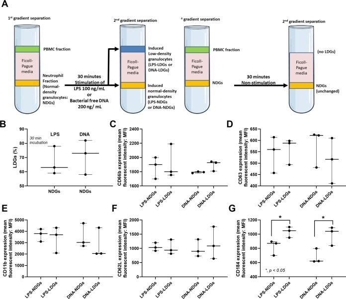 https://cdn.ncbi.nlm.nih.gov/pmc/blobs/a262/12314931/febe81aab144/lupus-12-2-g005.jpg