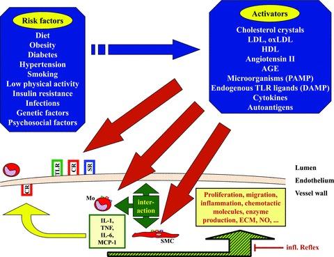 https://cdn.ncbi.nlm.nih.gov/pmc/blobs/a263/3922371/0ce6b3a4ccce/jcmm0015-0484-f1.jpg
