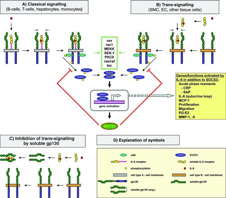 https://cdn.ncbi.nlm.nih.gov/pmc/blobs/a263/3922371/64c6598832f3/jcmm0015-0484-f2.jpg