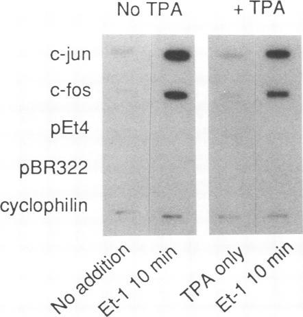 https://cdn.ncbi.nlm.nih.gov/pmc/blobs/a265/361498/4e601f7497ea/cellregul00041-0064-a.jpg