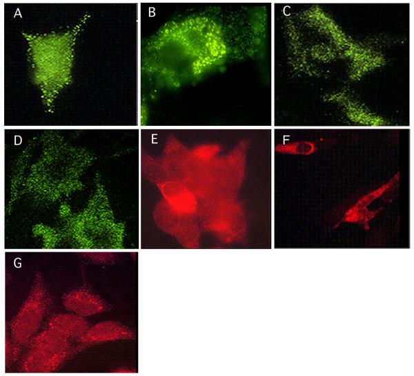 https://cdn.ncbi.nlm.nih.gov/pmc/blobs/a268/519031/3819fd3c0d5a/1478-811X-2-9-5.jpg