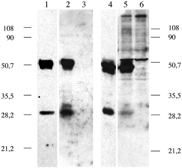 https://cdn.ncbi.nlm.nih.gov/pmc/blobs/a268/519031/800732b33b45/1478-811X-2-9-1.jpg
