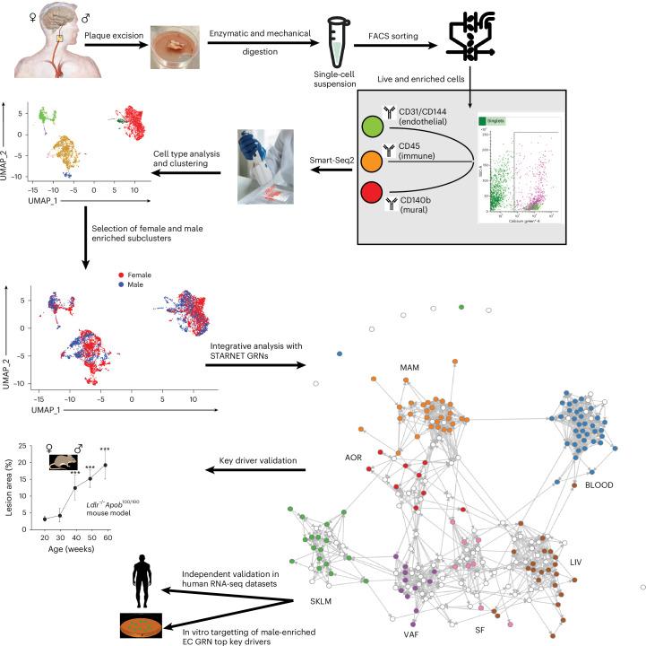 https://cdn.ncbi.nlm.nih.gov/pmc/blobs/a26a/11994450/7cce249da2de/44161_2025_628_Fig1_HTML.jpg
