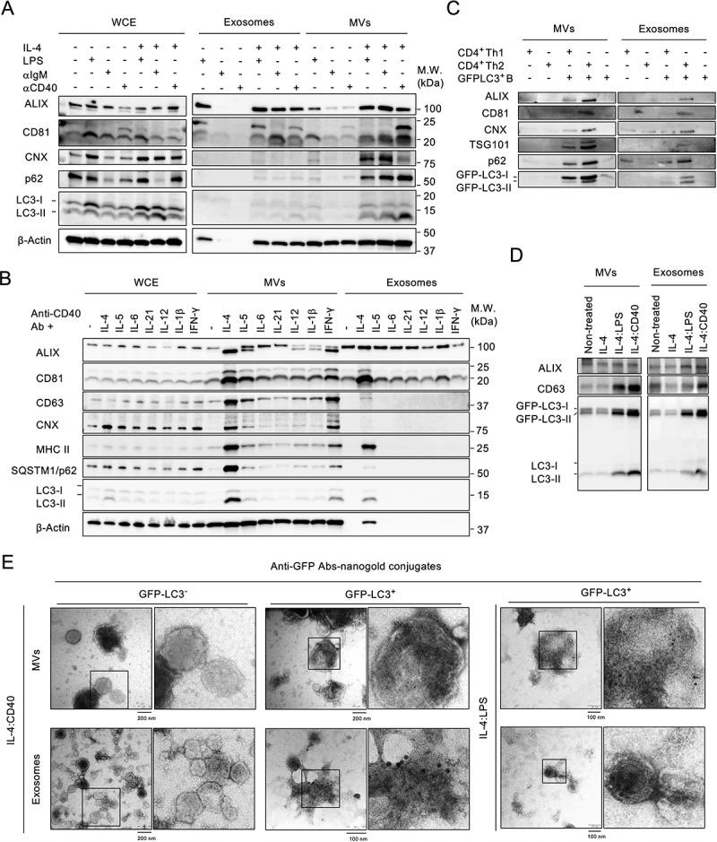 https://cdn.ncbi.nlm.nih.gov/pmc/blobs/a26b/12039400/5db891414824/KAUO_A_2179287_F0001_B.jpg