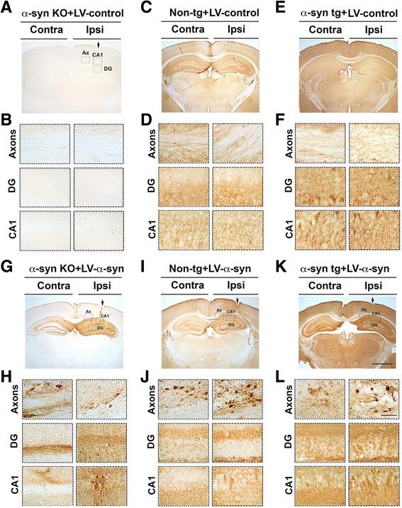 https://cdn.ncbi.nlm.nih.gov/pmc/blobs/a274/5237270/d67fdfe36655/40478_2016_410_Fig2_HTML.jpg