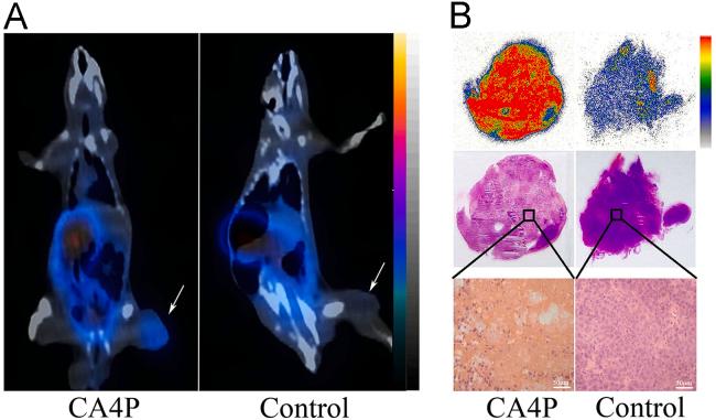 https://cdn.ncbi.nlm.nih.gov/pmc/blobs/a274/6543088/e9287b1566cd/gr5.jpg