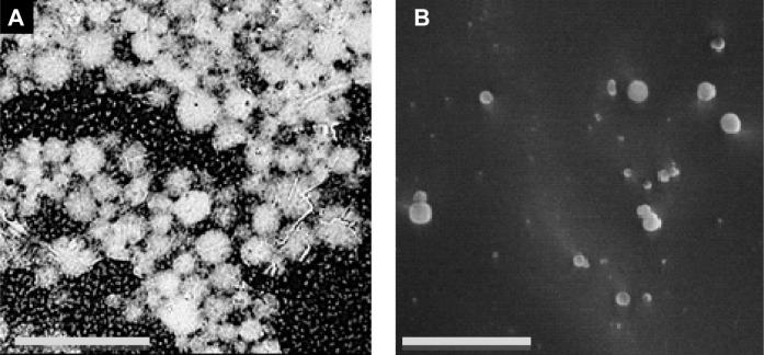 https://cdn.ncbi.nlm.nih.gov/pmc/blobs/a278/4583106/fe01769a8f61/ijn-10-5865Fig5.jpg