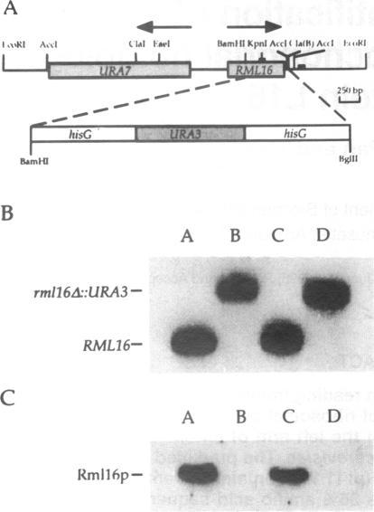 https://cdn.ncbi.nlm.nih.gov/pmc/blobs/a280/307264/1948fd365744/nar00018-0072-a.jpg