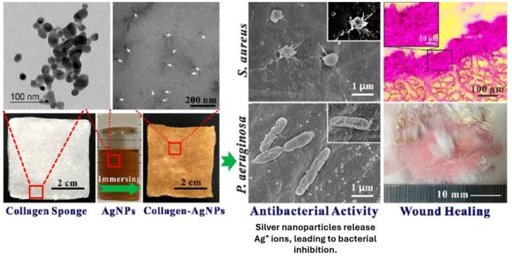 https://cdn.ncbi.nlm.nih.gov/pmc/blobs/a282/12026876/0c7bb23b05e1/gels-11-00271-g005.jpg
