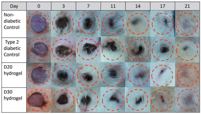 https://cdn.ncbi.nlm.nih.gov/pmc/blobs/a282/12026876/388ae355e018/gels-11-00271-g006.jpg