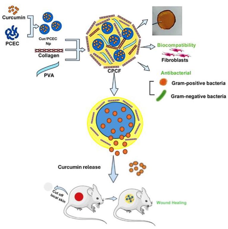 https://cdn.ncbi.nlm.nih.gov/pmc/blobs/a282/12026876/872bb41a7be6/gels-11-00271-g003.jpg