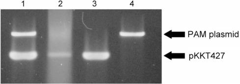 https://cdn.ncbi.nlm.nih.gov/pmc/blobs/a286/2615632/11ec10c987c9/gkn884f5.jpg