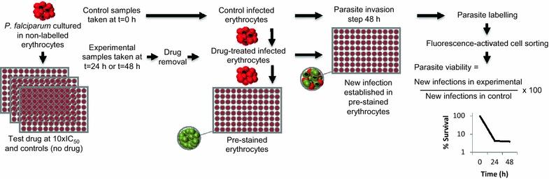 https://cdn.ncbi.nlm.nih.gov/pmc/blobs/a288/4635989/a50c2c1df9dd/12936_2015_962_Fig1_HTML.jpg