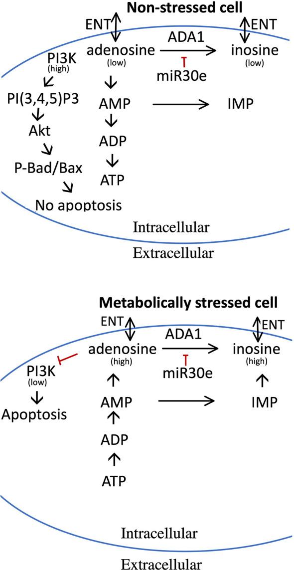 https://cdn.ncbi.nlm.nih.gov/pmc/blobs/a288/9905624/75f83e799e76/fendo-14-1060675-g009.jpg
