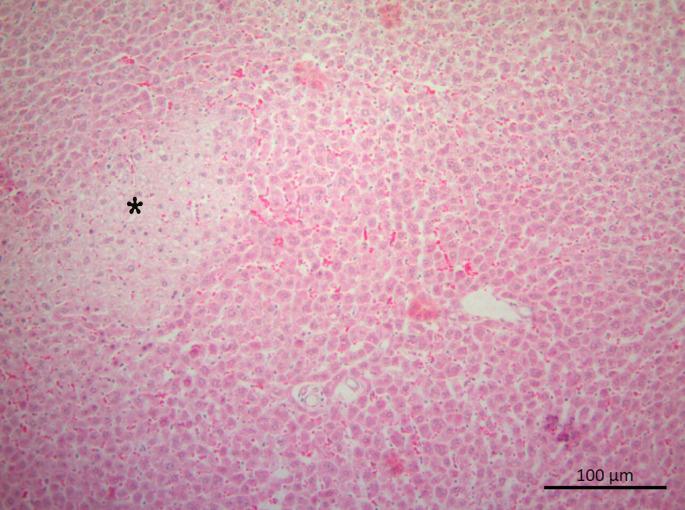 https://cdn.ncbi.nlm.nih.gov/pmc/blobs/a289/10440976/d646c9a86e57/eajm-55-2-104_f003.jpg