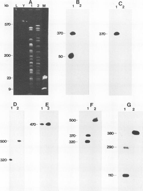 https://cdn.ncbi.nlm.nih.gov/pmc/blobs/a289/186147/48c5159a4bc4/iai00002-0291-a.jpg
