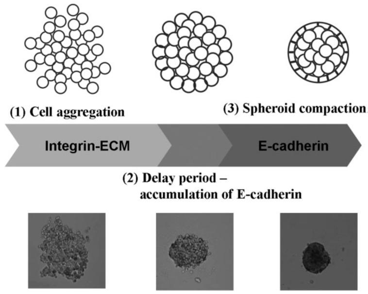 https://cdn.ncbi.nlm.nih.gov/pmc/blobs/a289/6274238/6e5fa586a014/molecules-21-00590-g003.jpg