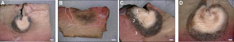 https://cdn.ncbi.nlm.nih.gov/pmc/blobs/a28c/11837966/22e6f94d8513/hae-18-e013143-g005.jpg