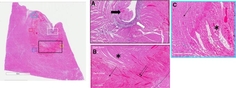 https://cdn.ncbi.nlm.nih.gov/pmc/blobs/a28c/11837966/a86d5e74ee2f/hae-18-e013143-g008.jpg