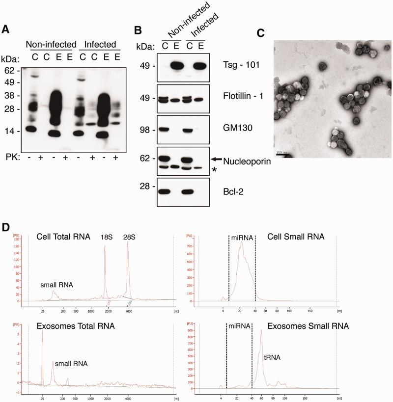 https://cdn.ncbi.nlm.nih.gov/pmc/blobs/a290/3505968/8a52ef4e35d8/gks832f1p.jpg