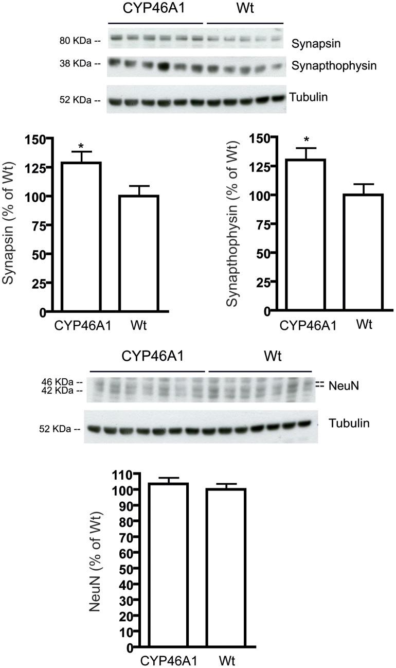 https://cdn.ncbi.nlm.nih.gov/pmc/blobs/a294/3712995/2fa8056d28d7/pone.0068534.g004.jpg