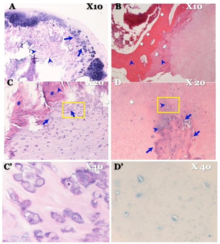https://cdn.ncbi.nlm.nih.gov/pmc/blobs/a296/10780021/889afd031b1f/jcm-13-00105-g008.jpg