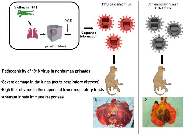 https://cdn.ncbi.nlm.nih.gov/pmc/blobs/a297/3029258/42f02d00540b/ppat.1001218.g001.jpg