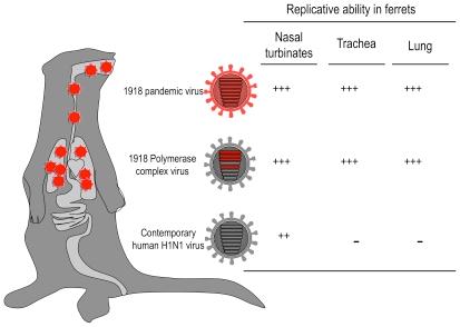 https://cdn.ncbi.nlm.nih.gov/pmc/blobs/a297/3029258/571abf5857f6/ppat.1001218.g003.jpg