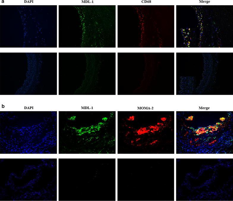 https://cdn.ncbi.nlm.nih.gov/pmc/blobs/a297/5681784/3cd462c91a5d/12967_2017_1336_Fig1_HTML.jpg