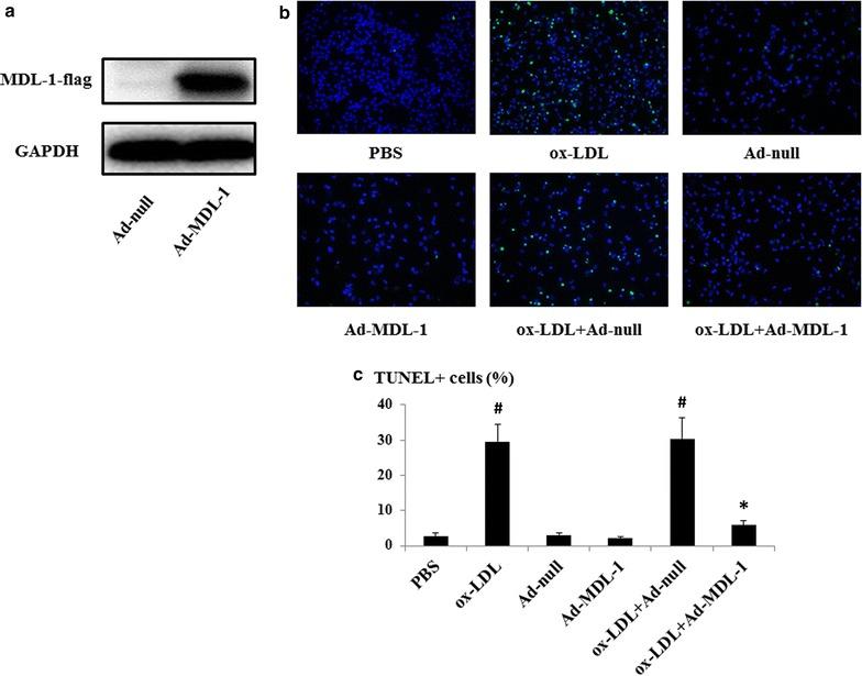 https://cdn.ncbi.nlm.nih.gov/pmc/blobs/a297/5681784/49466d88da96/12967_2017_1336_Fig5_HTML.jpg