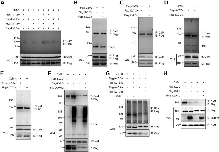 https://cdn.ncbi.nlm.nih.gov/pmc/blobs/a298/8488601/ba63b3856e13/gr4.jpg