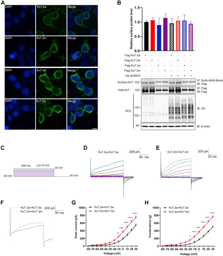https://cdn.ncbi.nlm.nih.gov/pmc/blobs/a298/8488601/ffa623a4d0e0/gr2.jpg