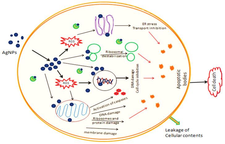 https://cdn.ncbi.nlm.nih.gov/pmc/blobs/a29d/10975919/f569c4625ad3/molecules-29-01250-g011.jpg