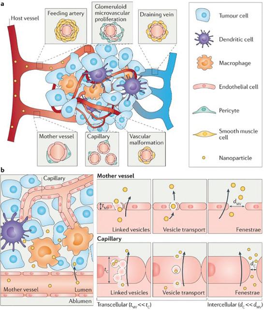 https://cdn.ncbi.nlm.nih.gov/pmc/blobs/a29d/11804848/0279d18ef136/ADHM-14-0-g011.jpg