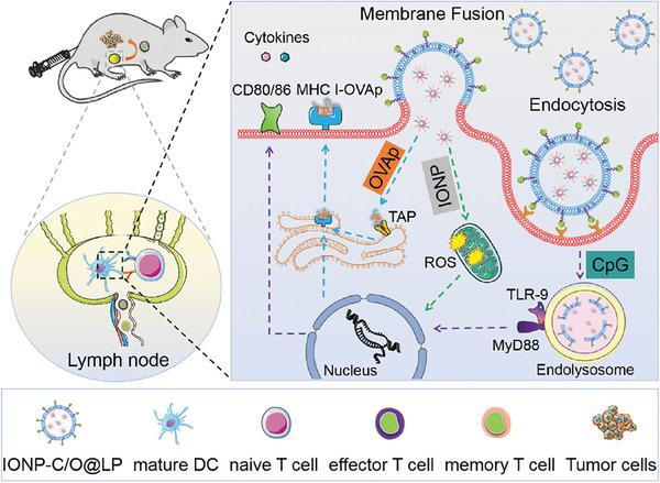 https://cdn.ncbi.nlm.nih.gov/pmc/blobs/a29d/11804848/23ae3374c2ed/ADHM-14-0-g016.jpg