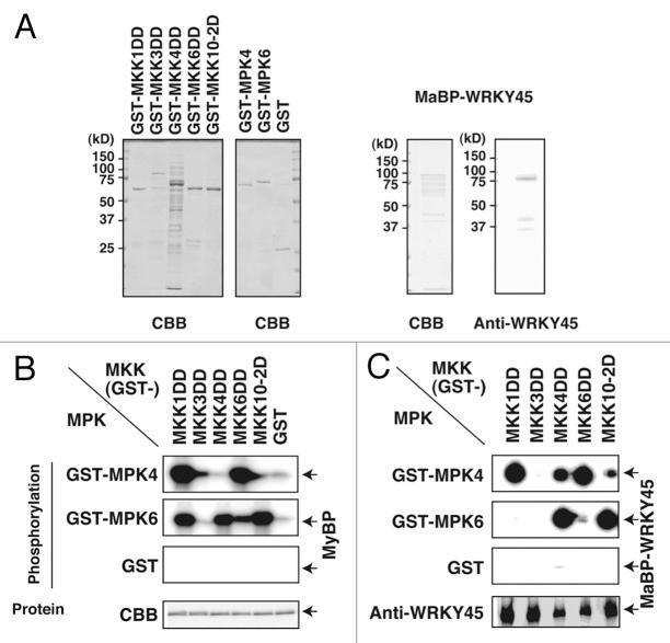 https://cdn.ncbi.nlm.nih.gov/pmc/blobs/a29e/3908937/9a7d015966a3/psb-8-e24510-g2.jpg