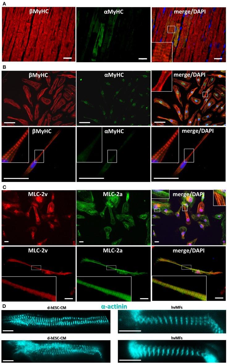 https://cdn.ncbi.nlm.nih.gov/pmc/blobs/a29e/5780405/0f7a4b693847/fphys-08-01111-g0005.jpg