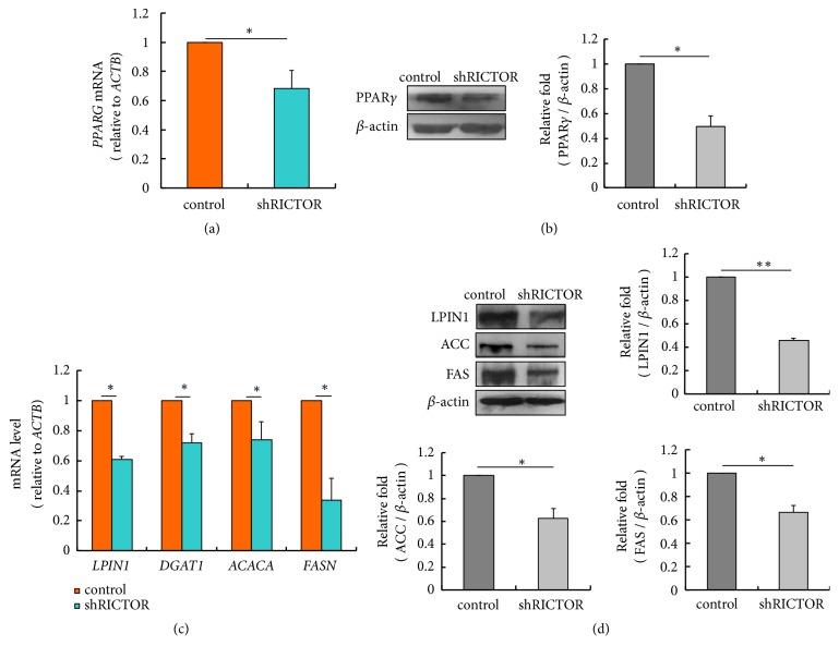 https://cdn.ncbi.nlm.nih.gov/pmc/blobs/a29e/6541957/51a228339f7e/BMRI2019-5196028.005.jpg