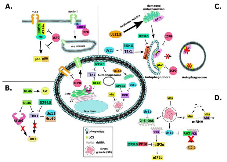 https://cdn.ncbi.nlm.nih.gov/pmc/blobs/a2a2/7824580/1e6f97166070/viruses-13-00017-g002.jpg