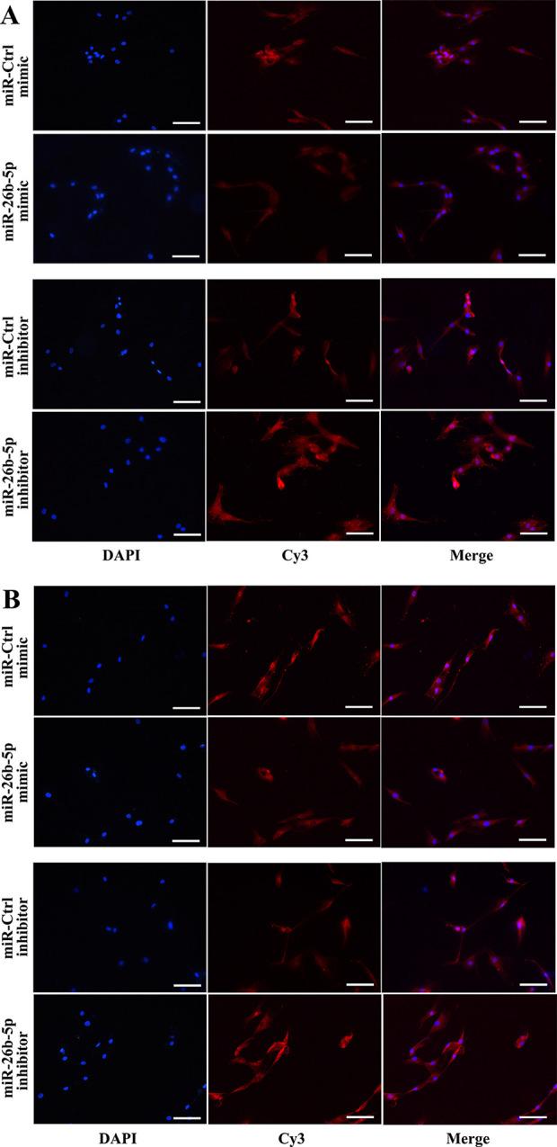 https://cdn.ncbi.nlm.nih.gov/pmc/blobs/a2a3/7563810/b4fd95121c6e/10.1177_0963689720934418-fig4.jpg
