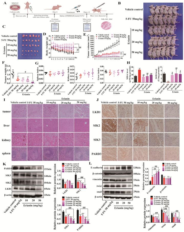 https://cdn.ncbi.nlm.nih.gov/pmc/blobs/a2a8/11277420/76922e9b0259/ijms-25-07973-g007.jpg