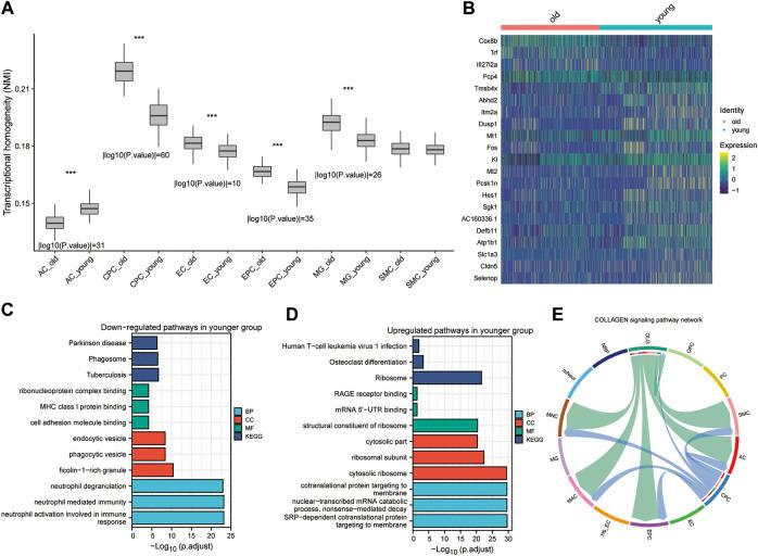 https://cdn.ncbi.nlm.nih.gov/pmc/blobs/a2aa/9523215/4e0ba717924b/fphar-13-1010785-g003.jpg