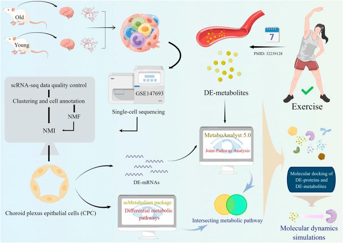 https://cdn.ncbi.nlm.nih.gov/pmc/blobs/a2aa/9523215/69585ee6f3ea/fphar-13-1010785-g001.jpg