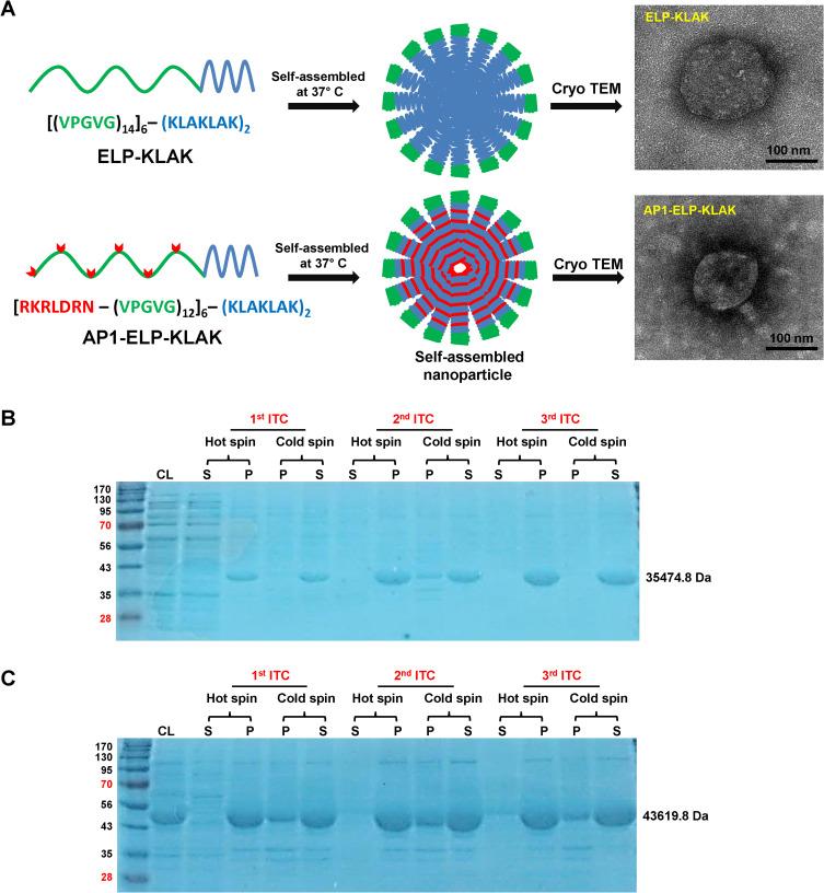 https://cdn.ncbi.nlm.nih.gov/pmc/blobs/a2ac/8318221/2849dc75c7b7/IJN-16-5039-g0002.jpg